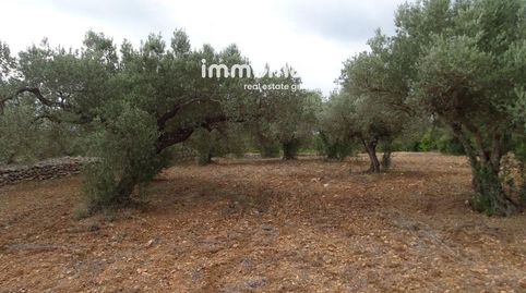 Finca rustica de olivos en venta en Xerta, imatge 3
