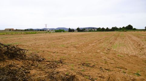 Terreno de regadío edificable de 10.380 m en Pinoso, Alicante, imagen 3