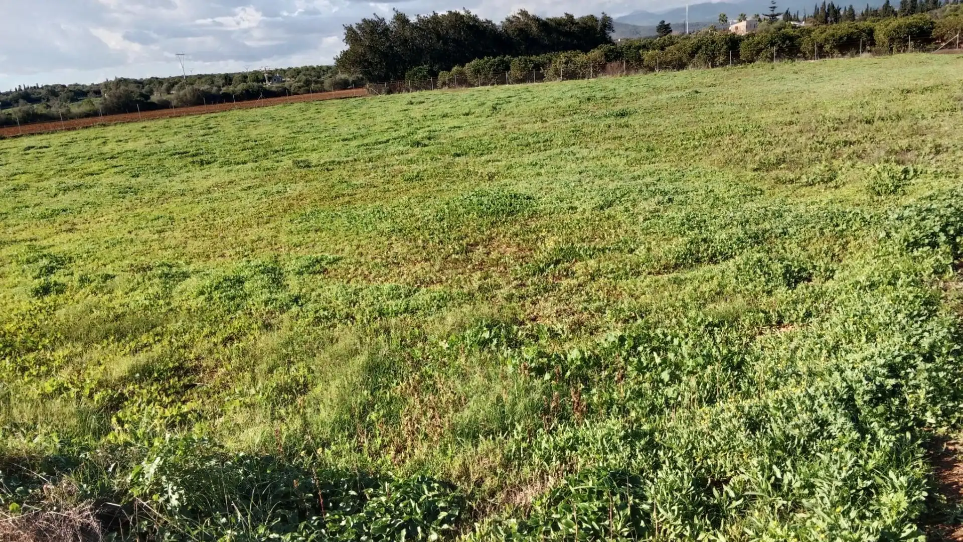 Terreno en venta en Llubí