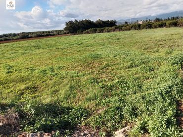 Terreno rústico en venta en Llubí