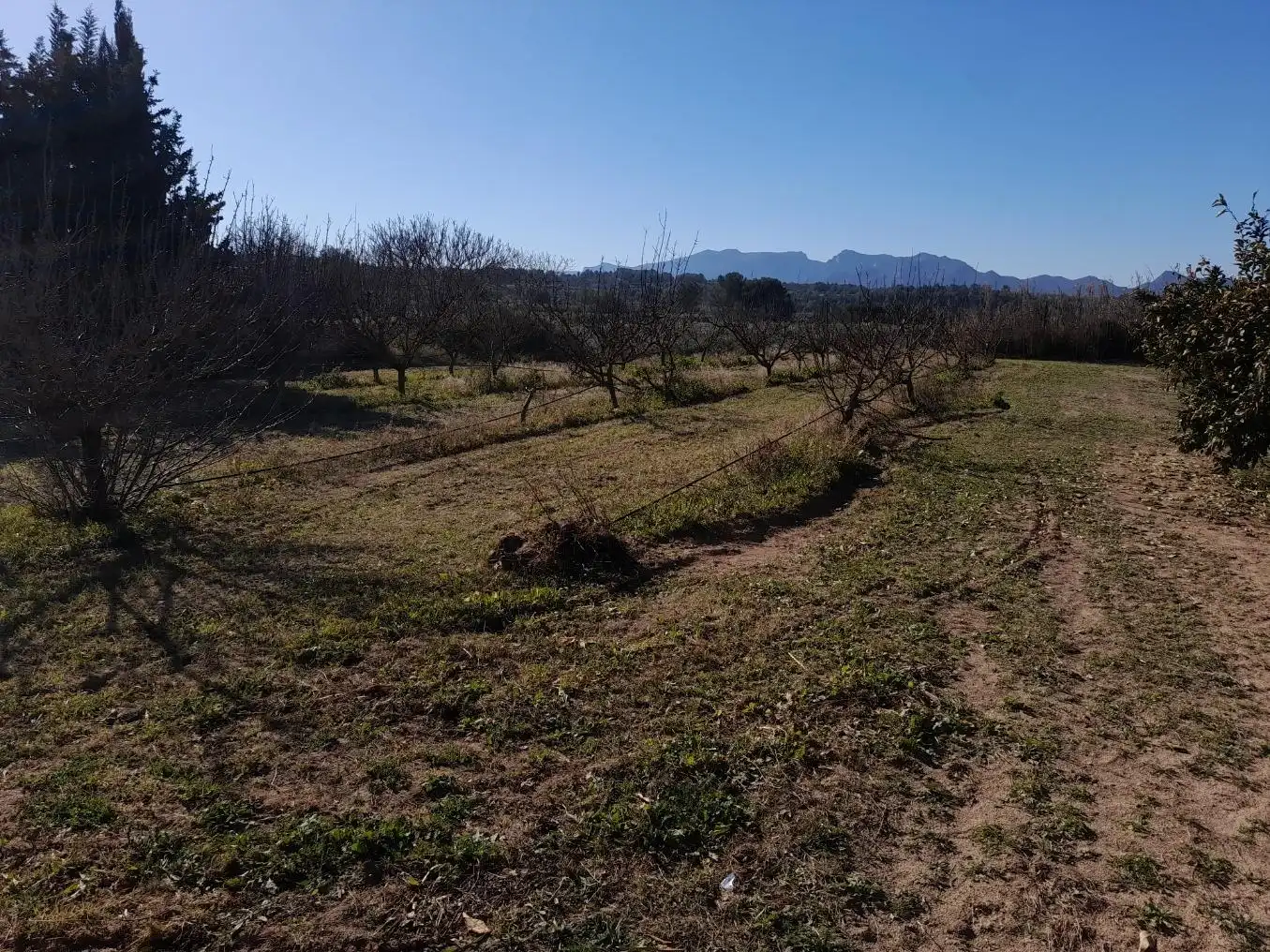 Rural land for sale in Ginestar, imagen 7