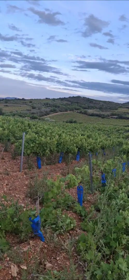 Außenansicht von Grundstücke zum Verkauf in Cariñena