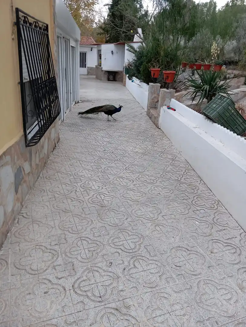 Villa à vendre à Sax, imagen 14