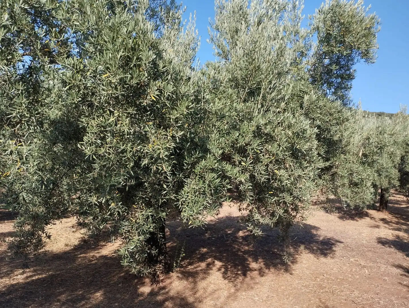 Terreno rustico in vendita a Calle Santa Teresa de Jornet, imagen 2