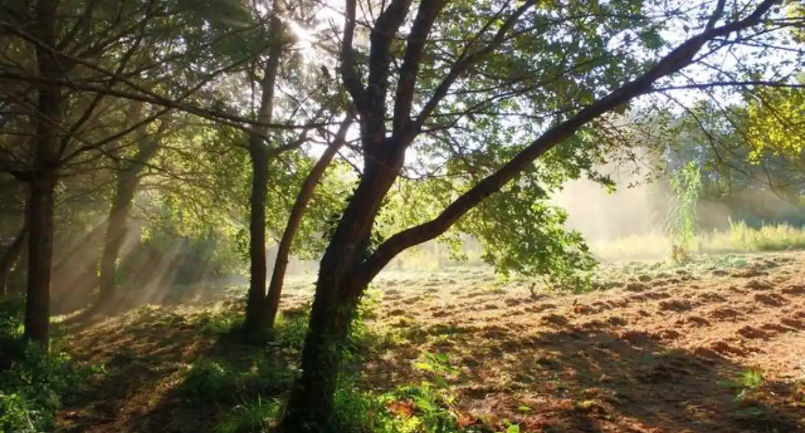 Terreno rustico in vendita a Rua Bon de Abaixo