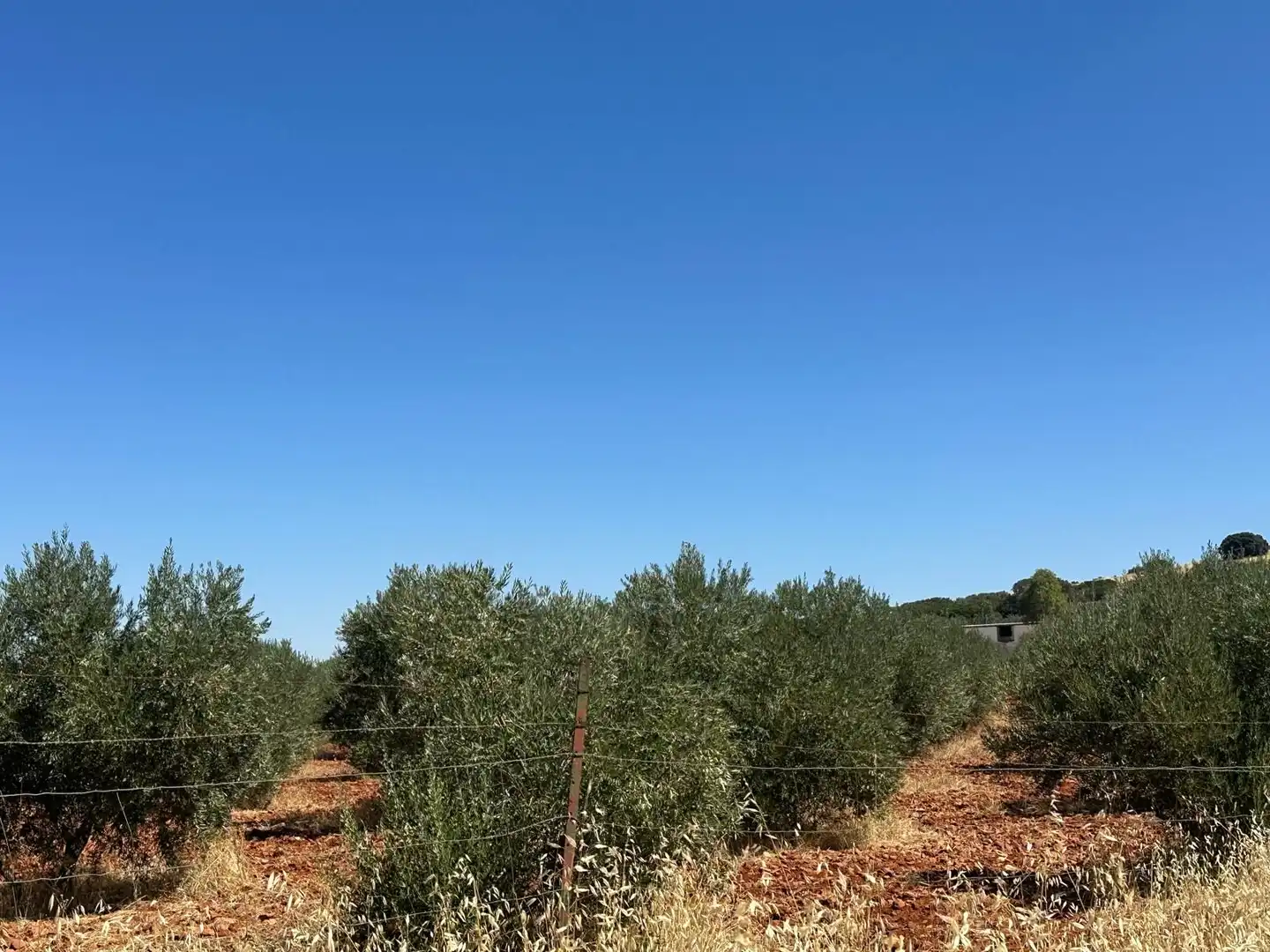 Rural land for sale in Carretera Valdepeñas-Ciudad Real, imagen 33