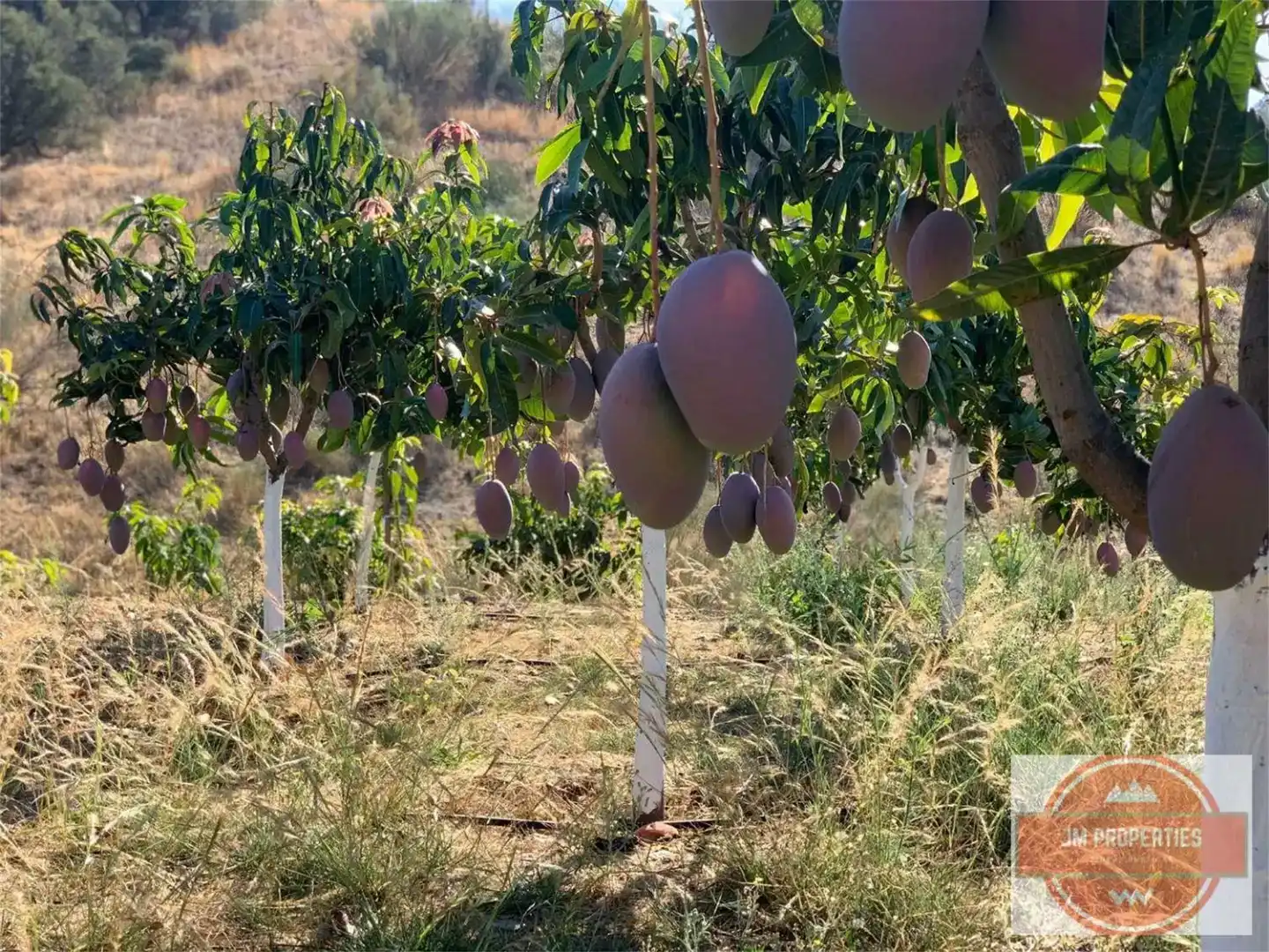 Jardín de Terreno en venta en Almáchar, Málaga
