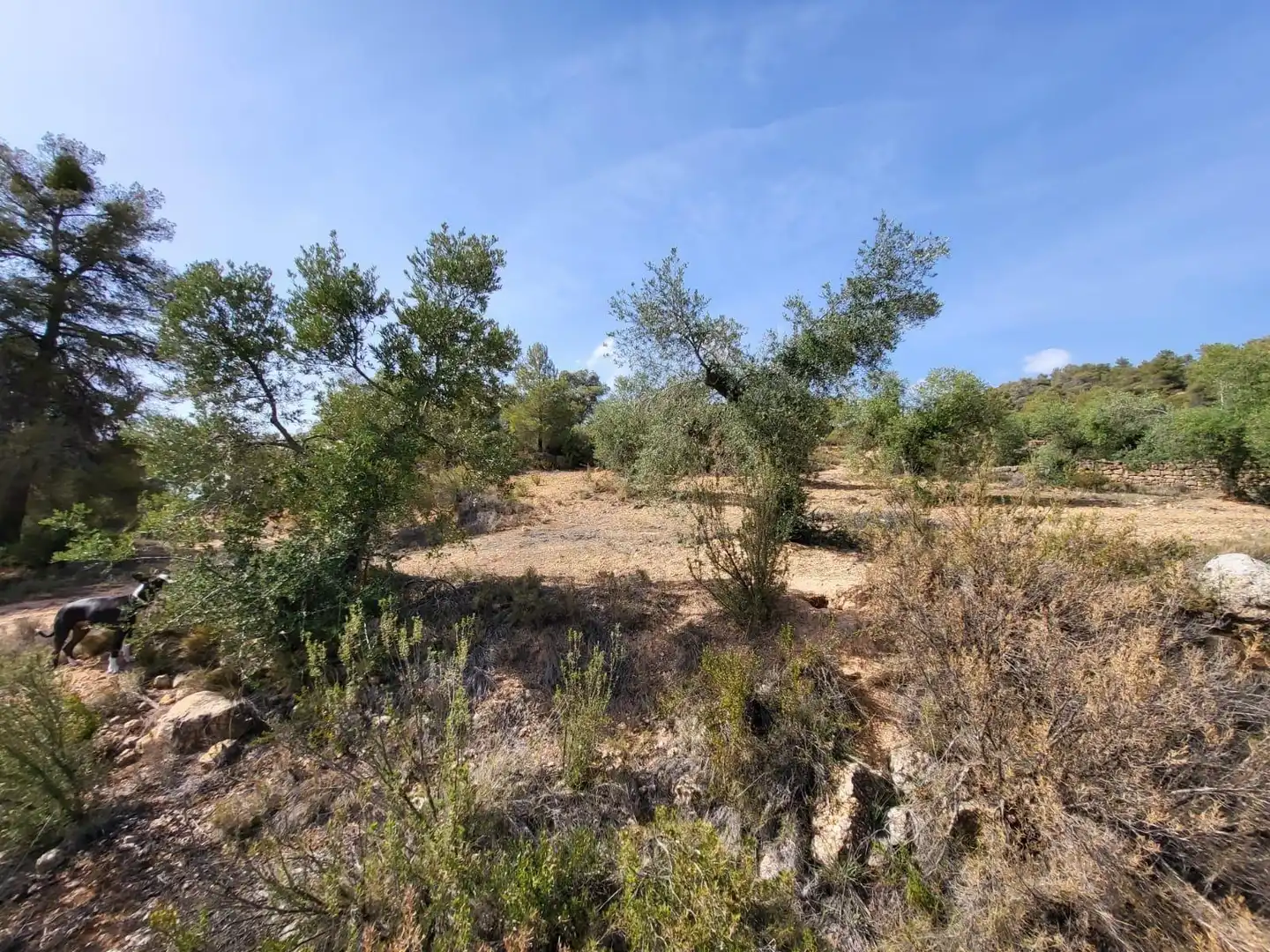 Terreno rustico in vendita a Calle GARRIGUES, imagen 5