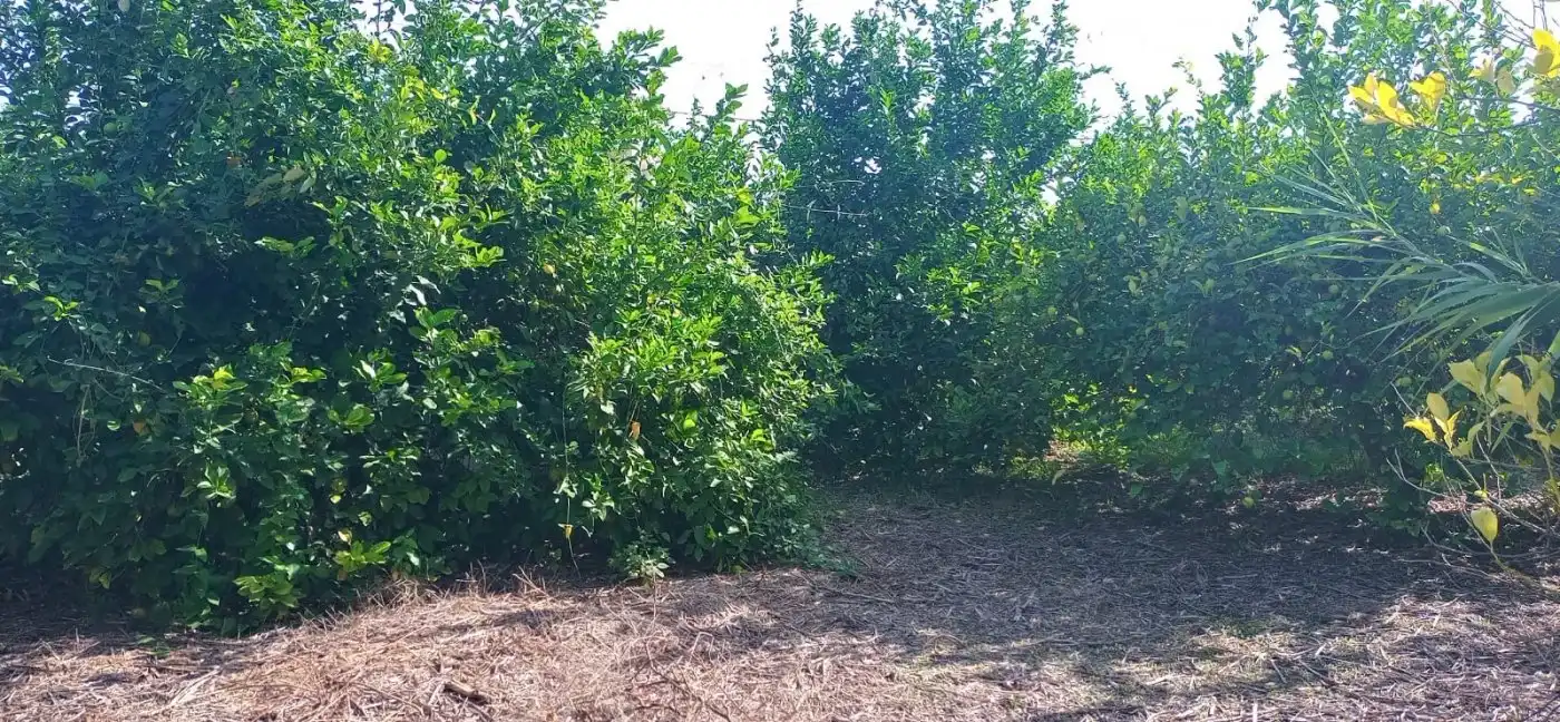 Wohnbaugrundstück zum Verkauf in Pedanías Oeste, imagen 8