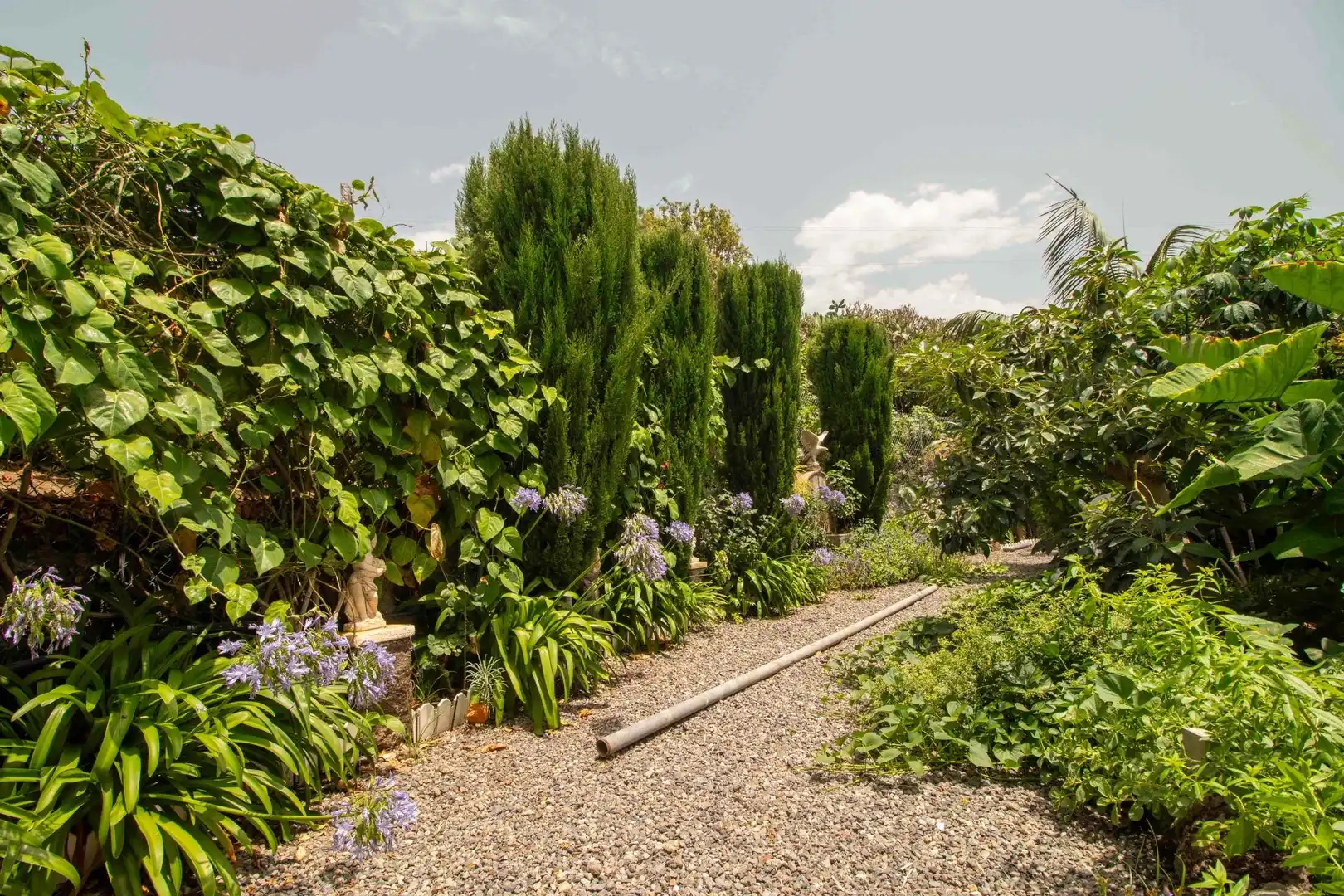 Jardí de Casa o xalet en venda en Icod de los Vinos amb Jardí privat, Terrassa i Traster