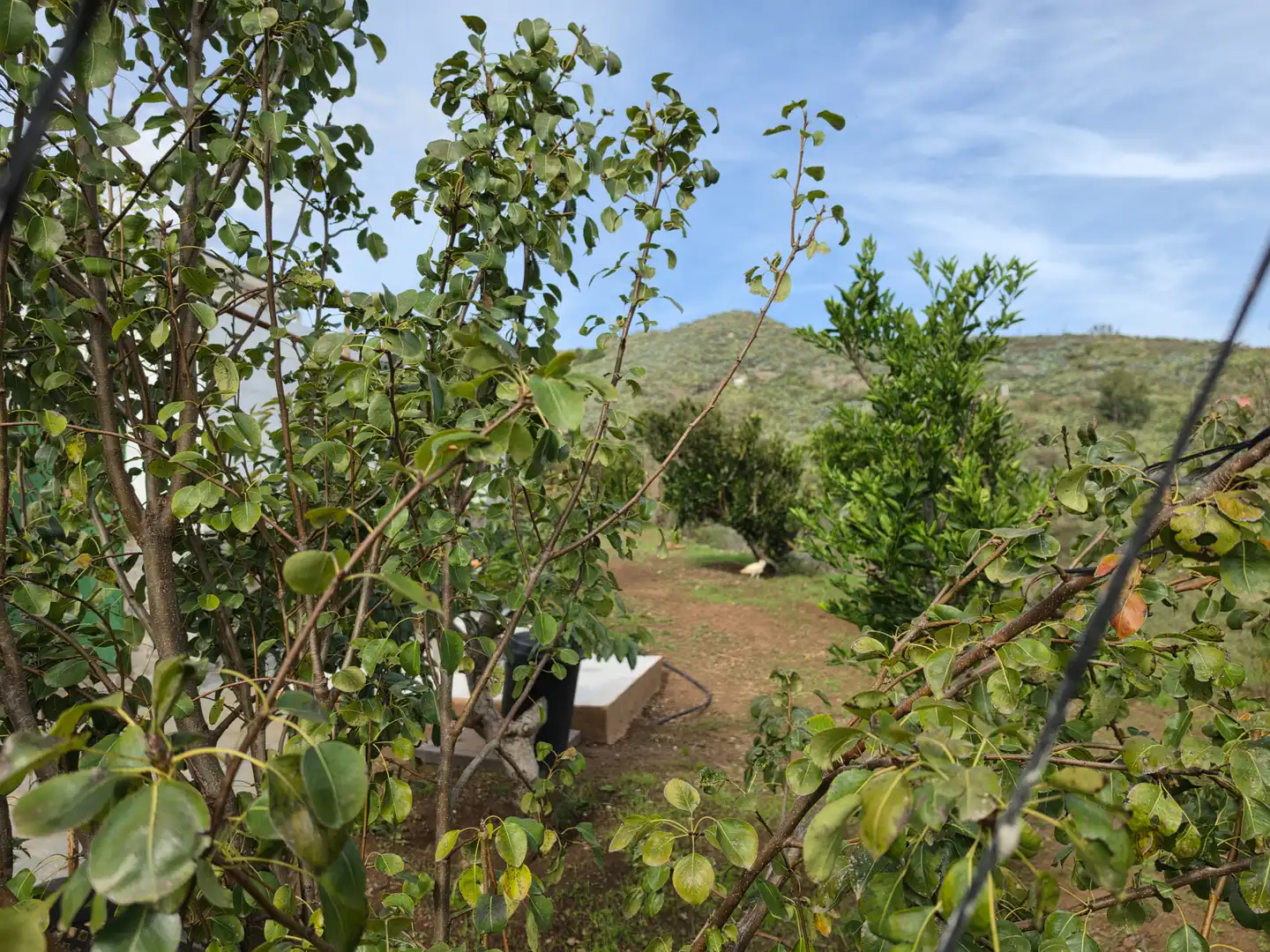 Jardín de Finca rústica en venta en El Palmar