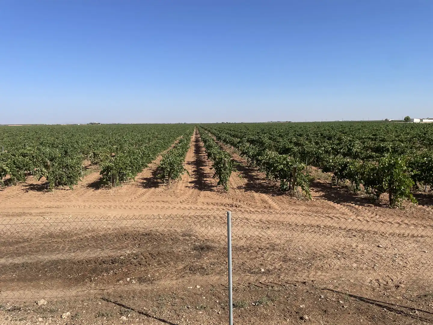 Rural land for sale in Argamasilla de Alba, imagen 3