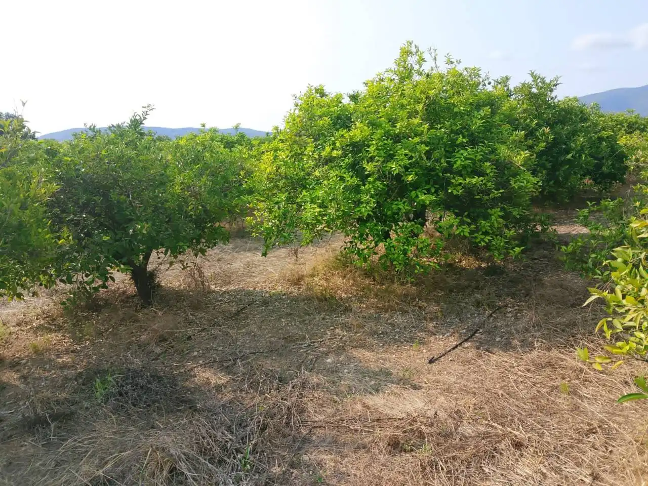Rural land for sale in Calle Partida Alfas, imagen 12