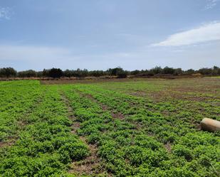 Finca rústica en venda en San Rafael del Río