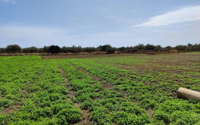 Finca rústica en venda en San Rafael del Río