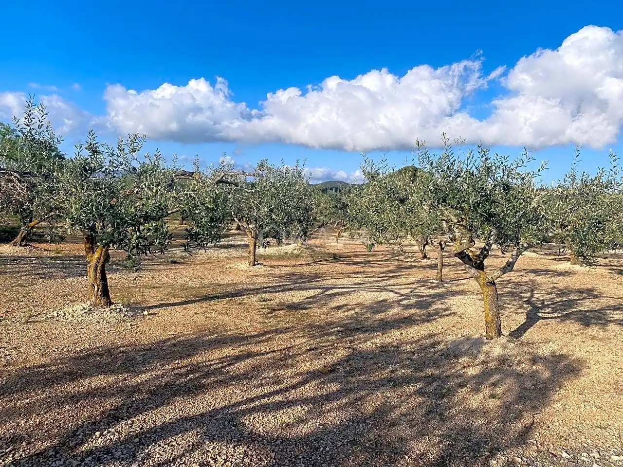 Terreno rustico in vendita a Burgà, imagen 25