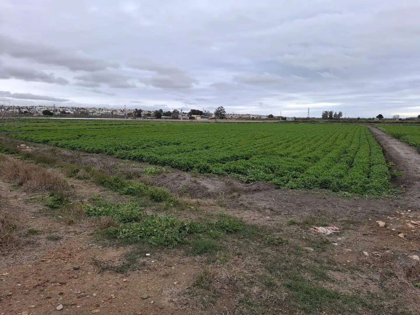 Terreno rustico in vendita a Partida lo Pedreño