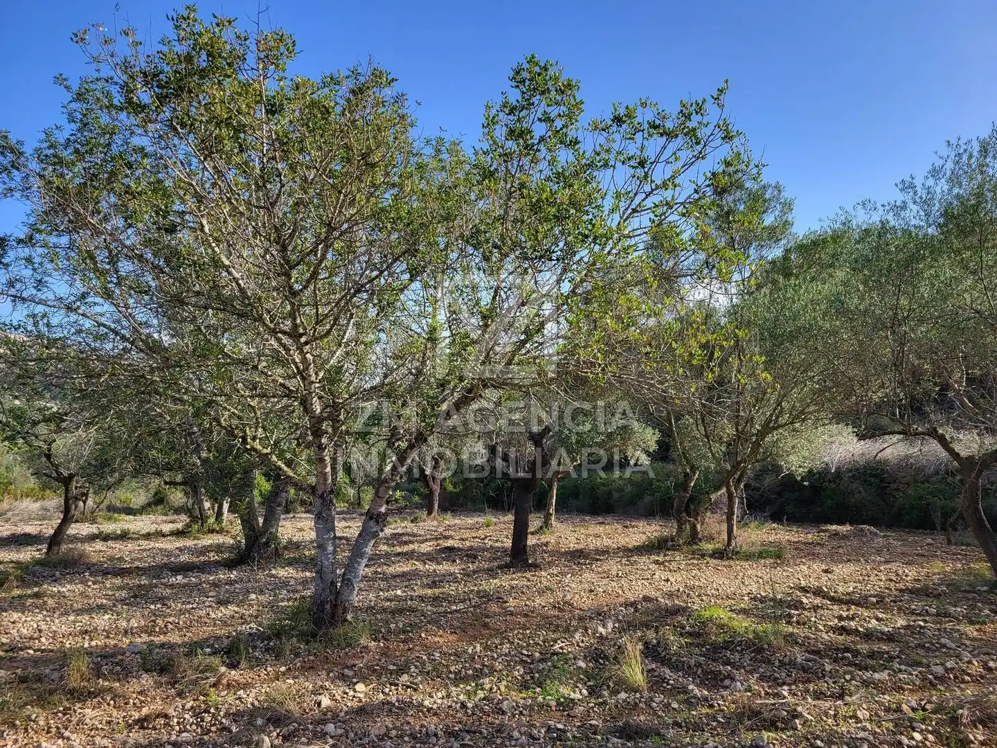 Rural land for sale in Cervera del Maestre, imagen 5