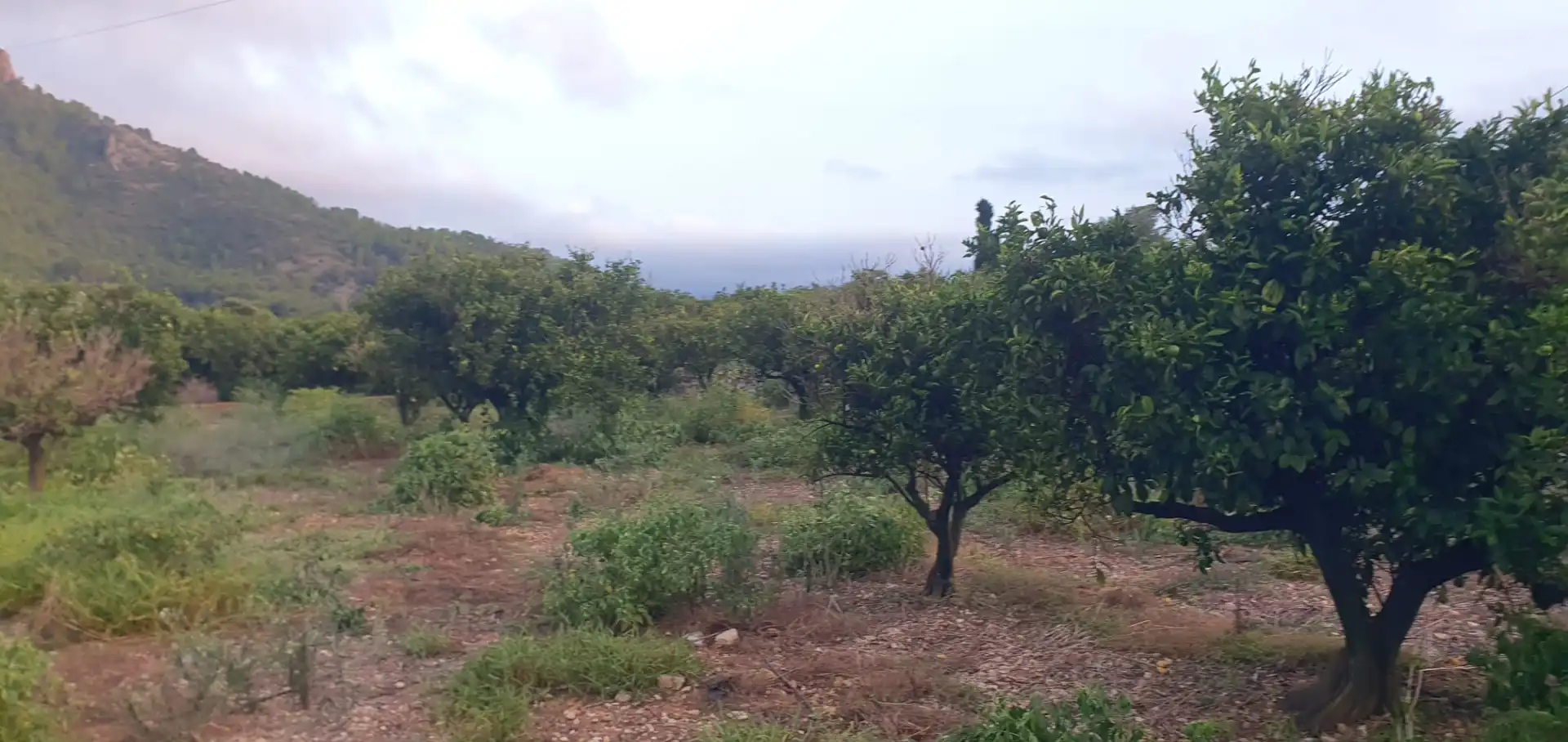 Terreny rústic en venda a Camí Sanchis, imagen 8
