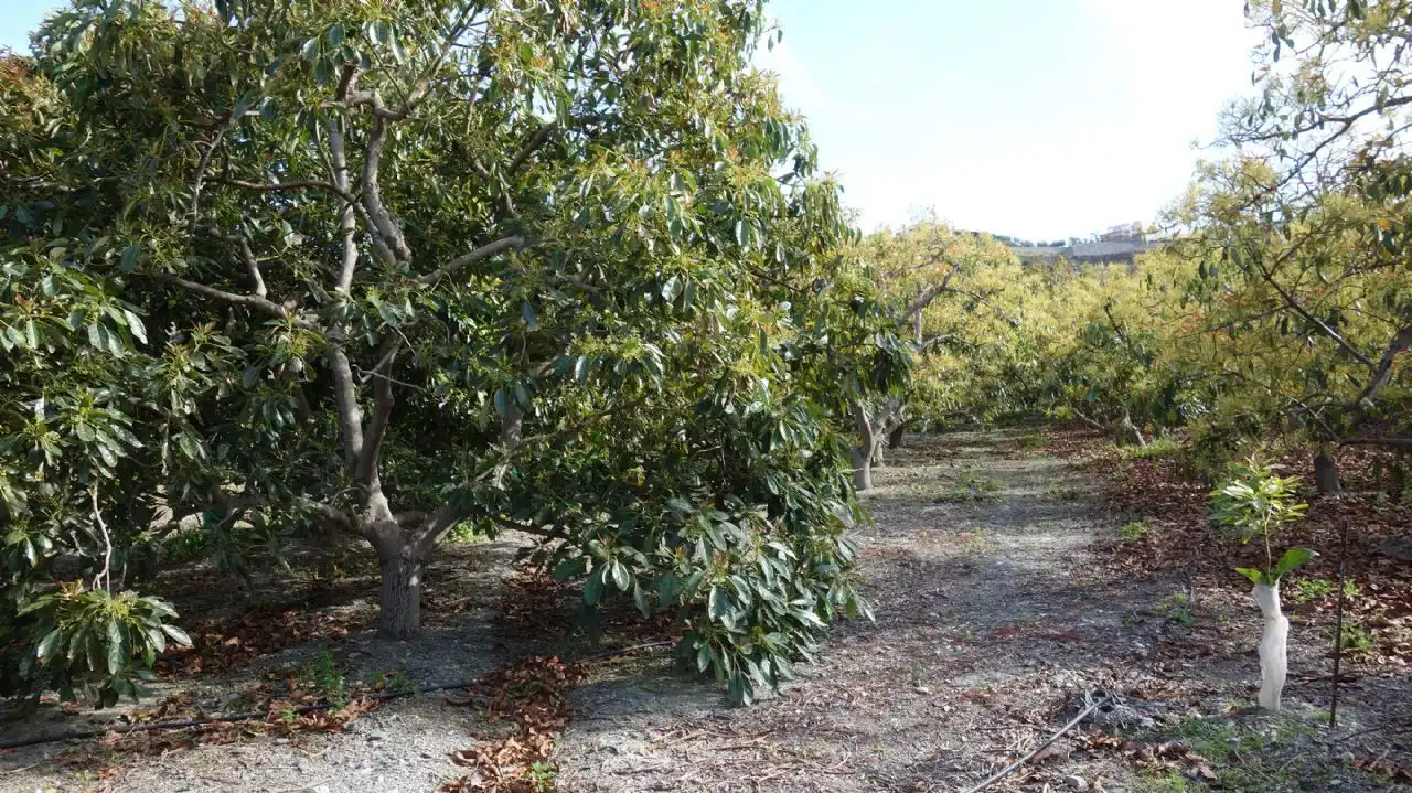 Finca rústica en venda en Molvízar