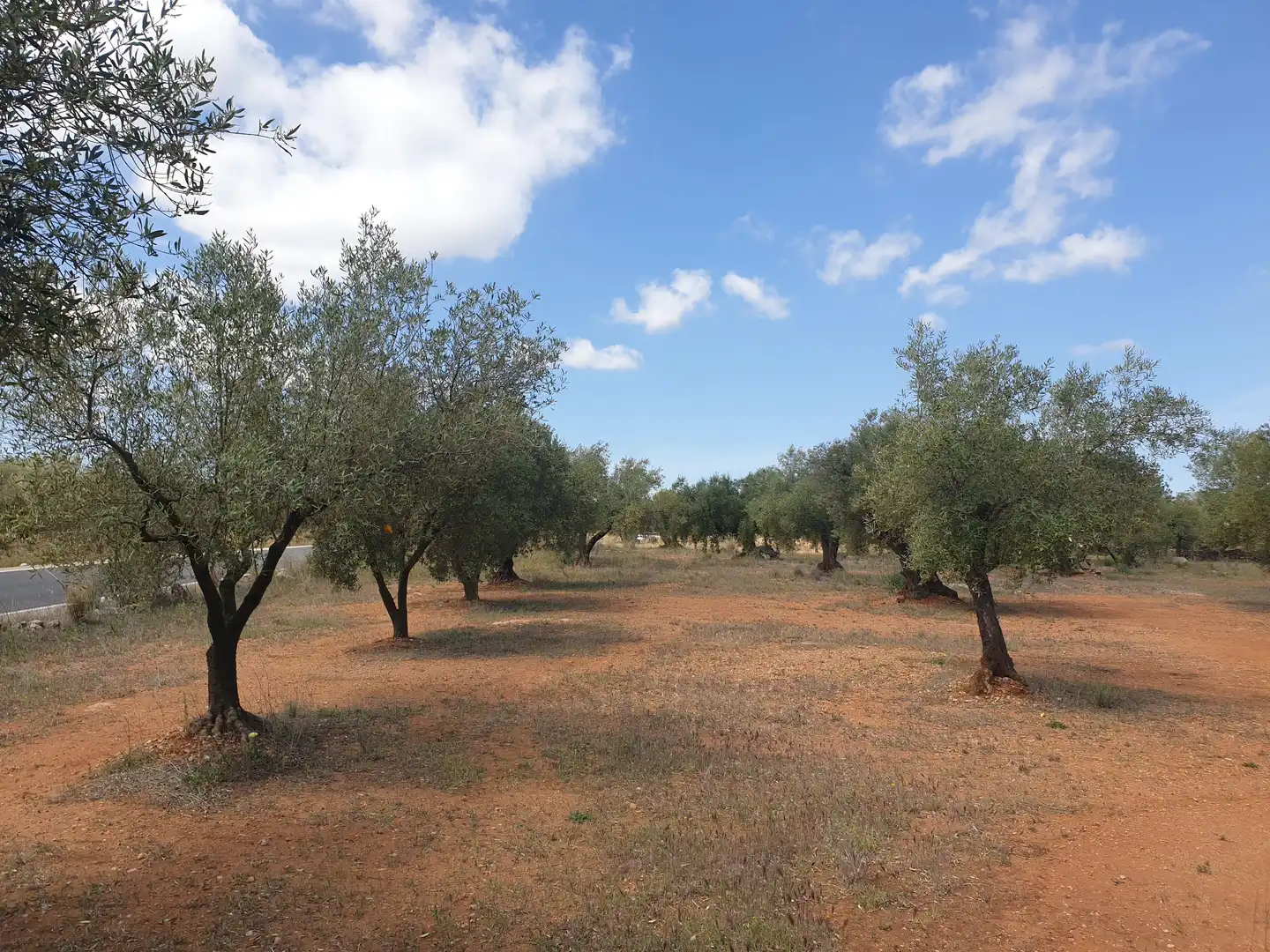 Rural land for sale in Carrer València, imagen 8