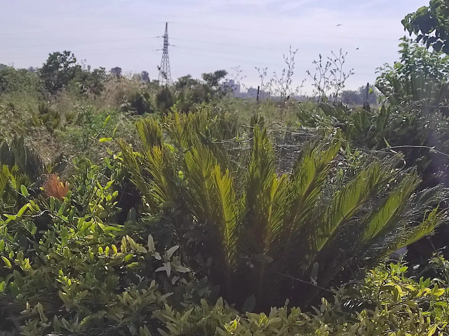 Land for sale in Valencia