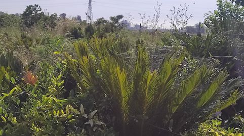 Foto 4 de Terreno en venta en Carpesa, Valencia Capital