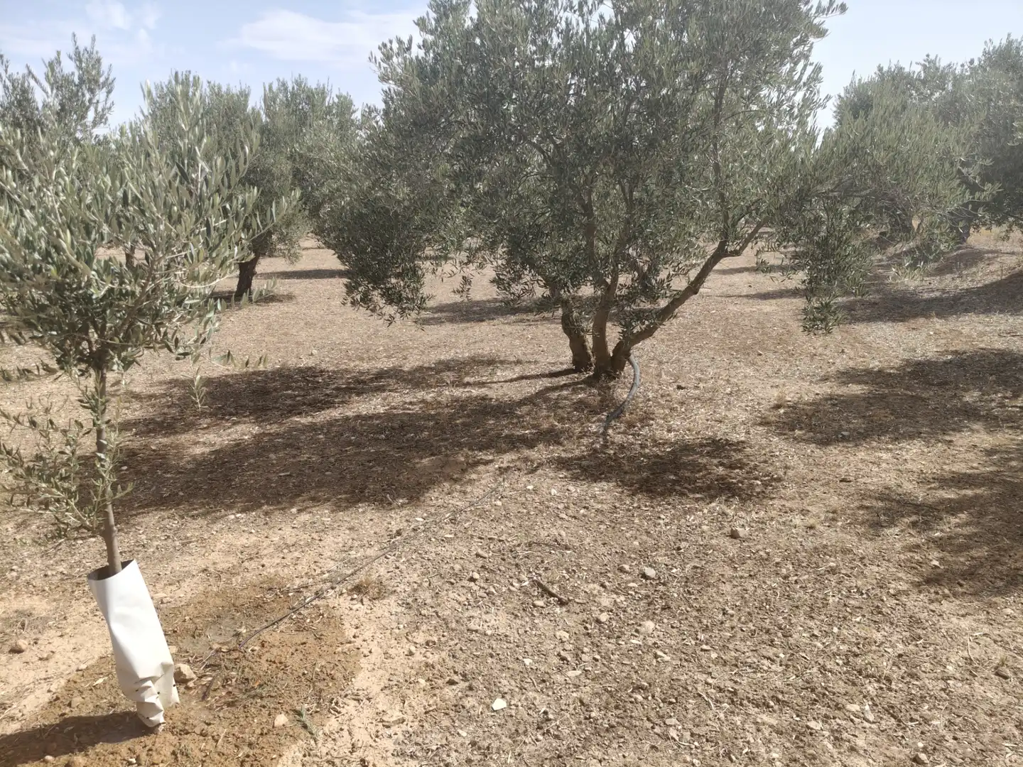 Houses for sale in Baza