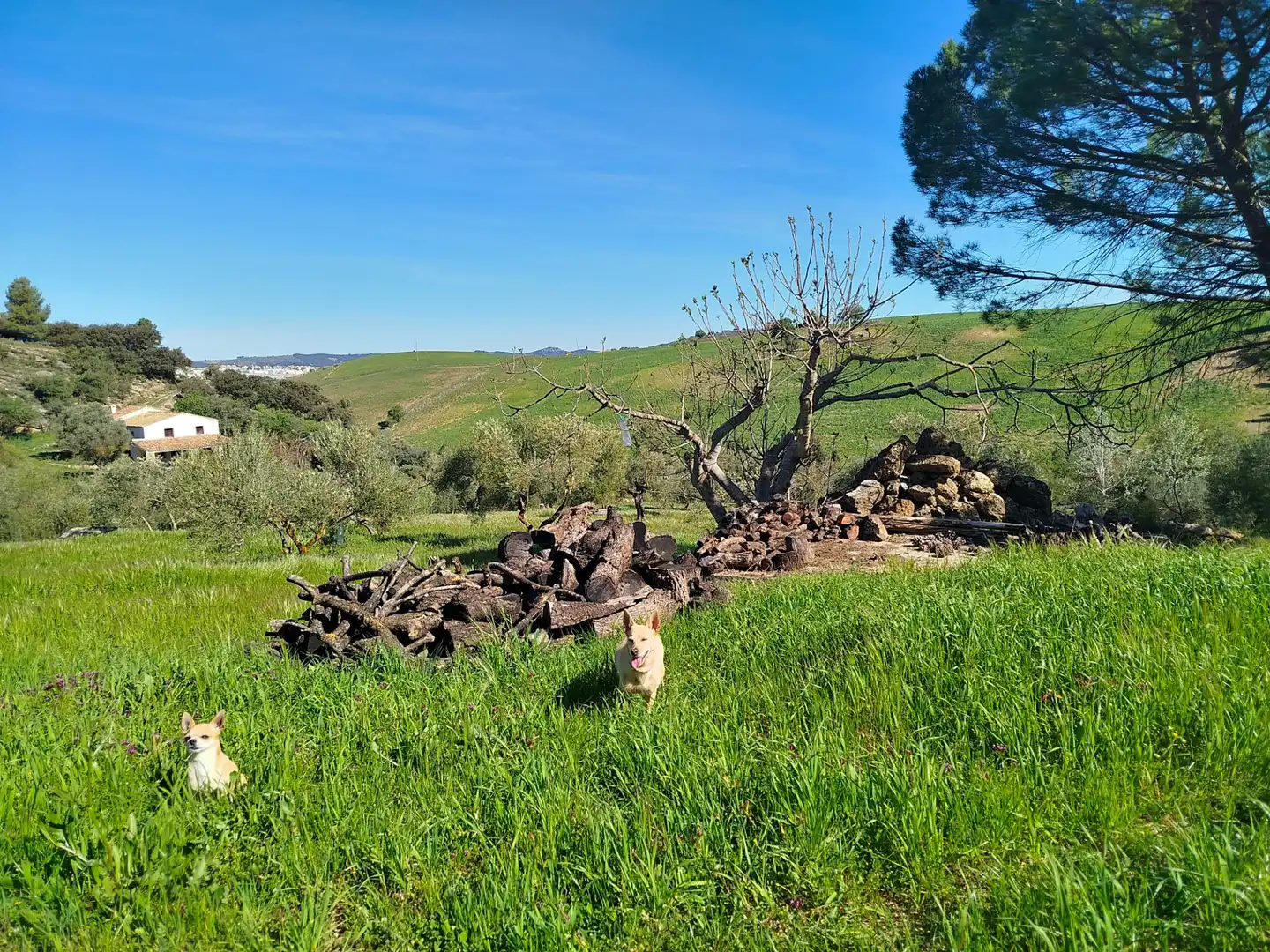 Außenansicht von Country house zum Verkauf in Ronda mit Klimaanlage und Terrasse