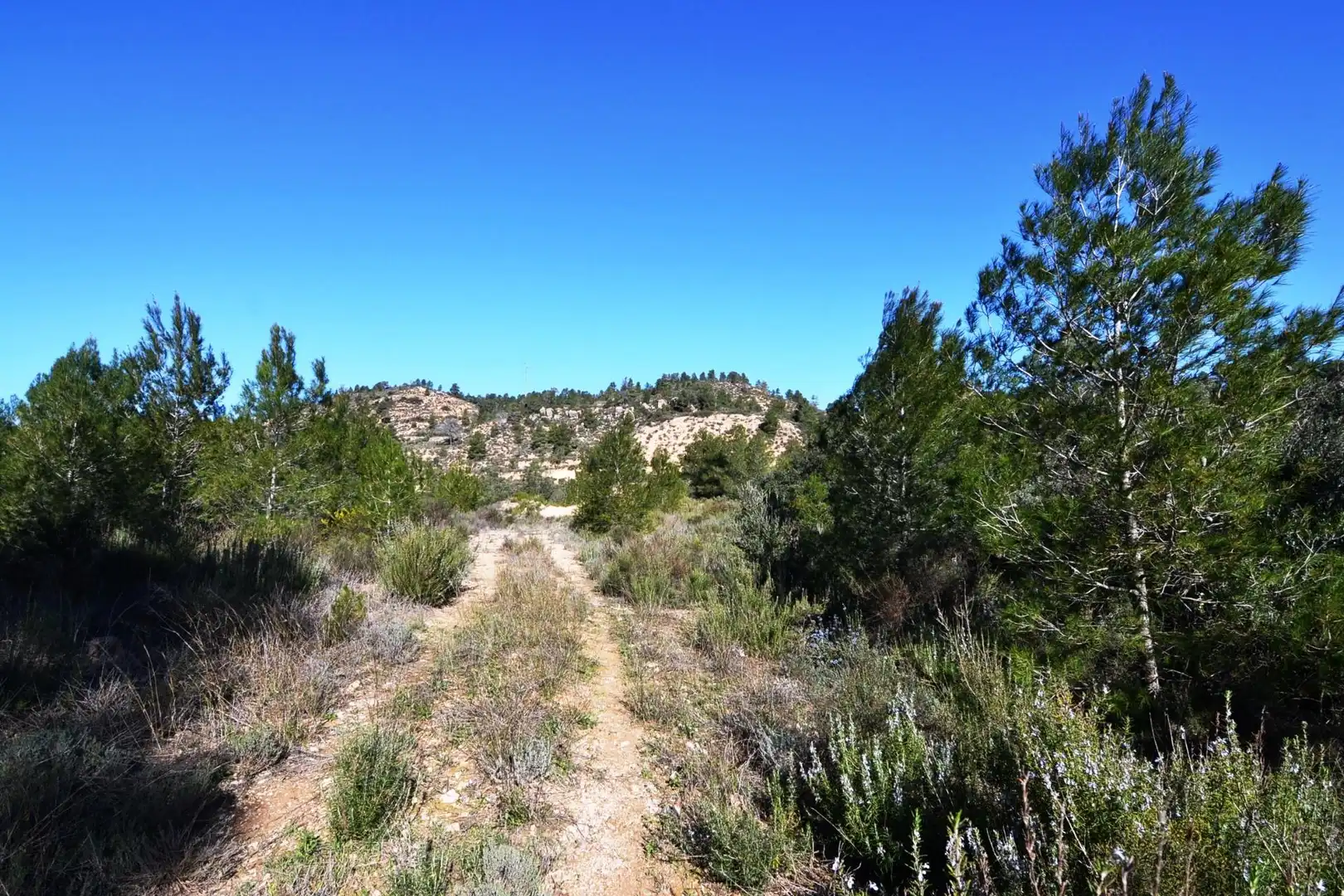 Rural land for sale in Ascó, imagen 15