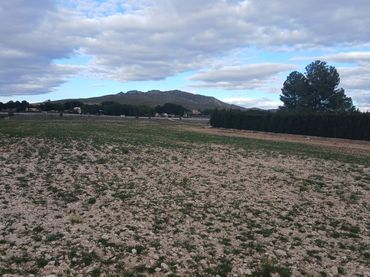 Terreno rustico in vendita a Yecla