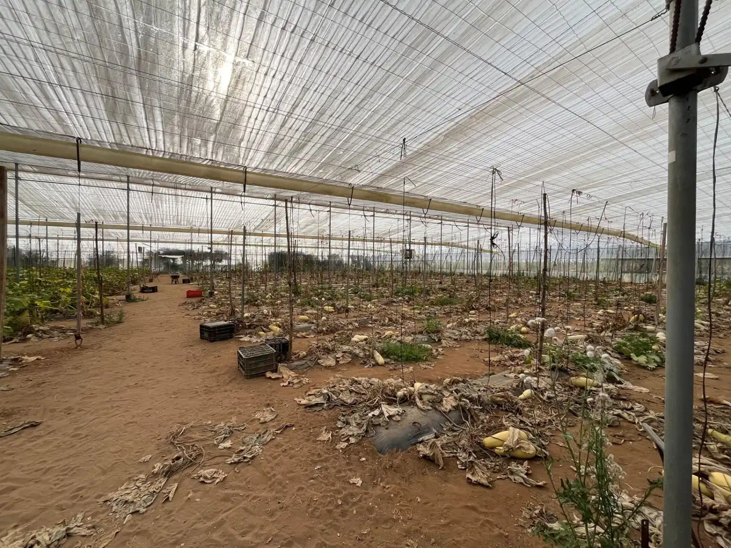 Jardín de Finca rústica en venta en Utrera