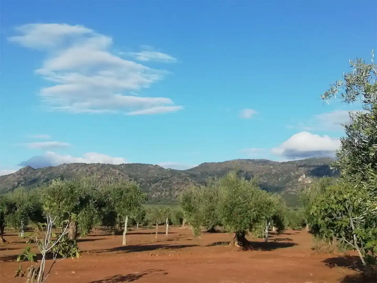 Jardín de Terreno en venta en Arroyomolinos (Cáceres)