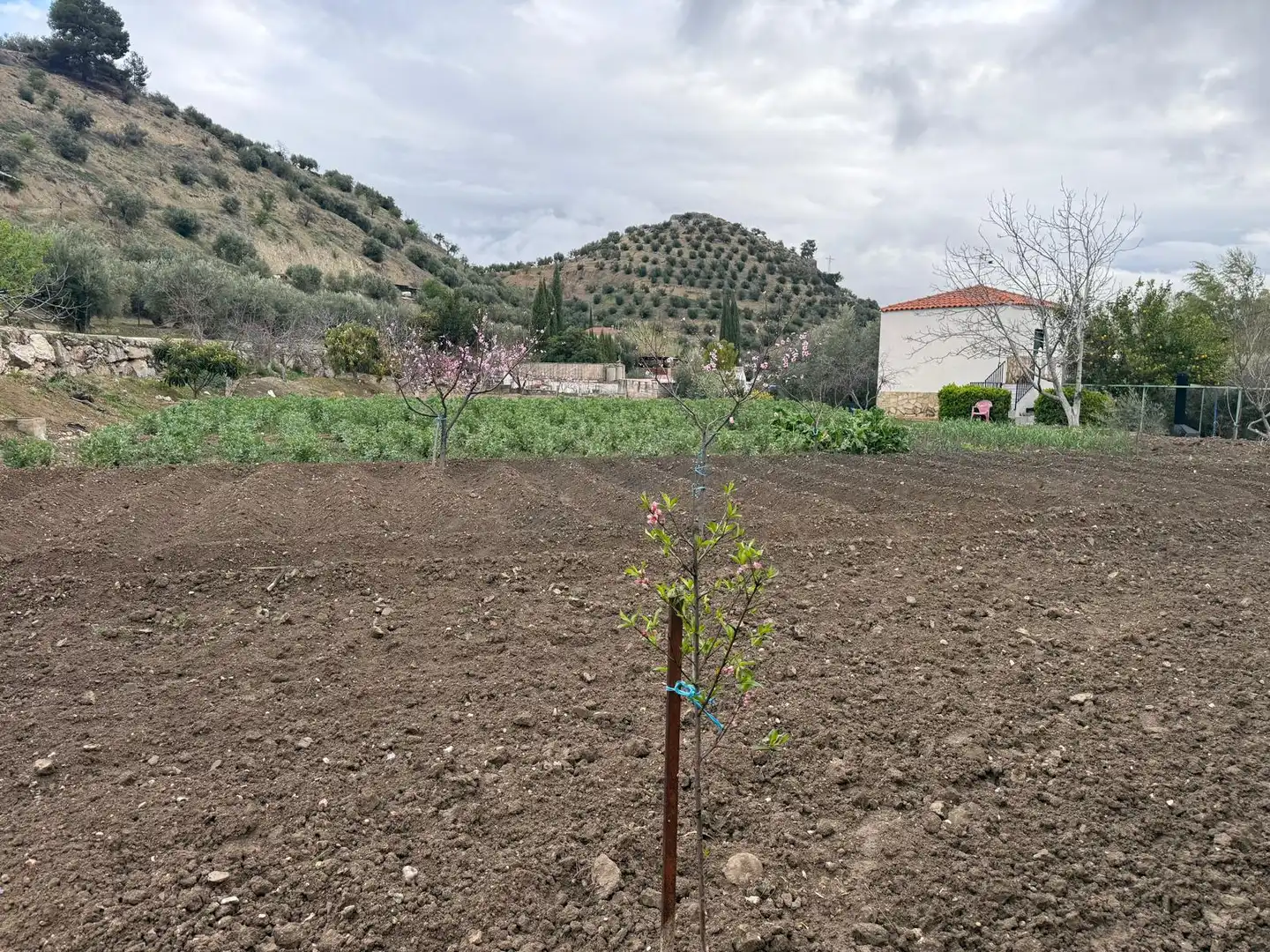 Houses for sale in Jaén  with Private garden