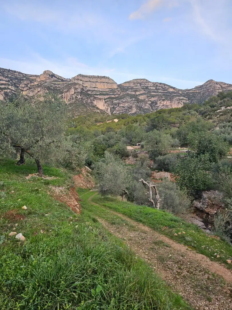 Rural land for sale in Alcanar, imagen 6