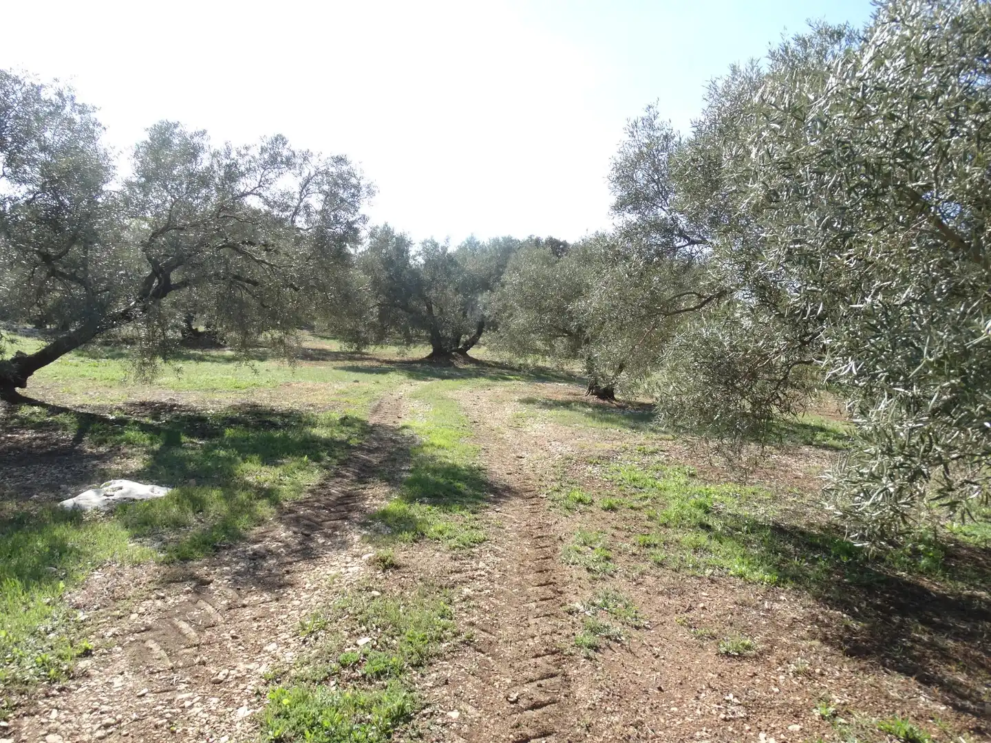 Rustikales Grundstück zum Verkauf in Villanueva del Rosario, imagen 8