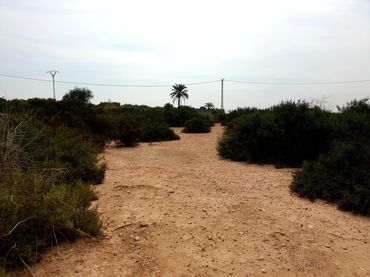 Terreno rustico in vendita a Crevillent