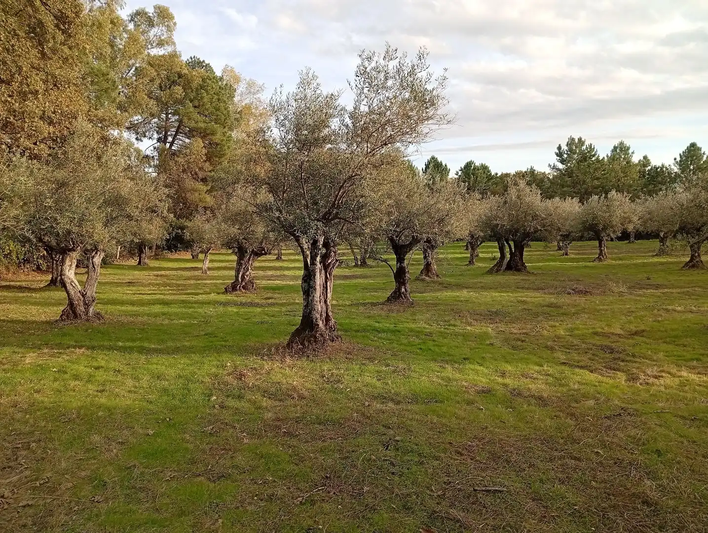 Terreni e lotti in vendita a Villanueva de la Vera, imagen 10