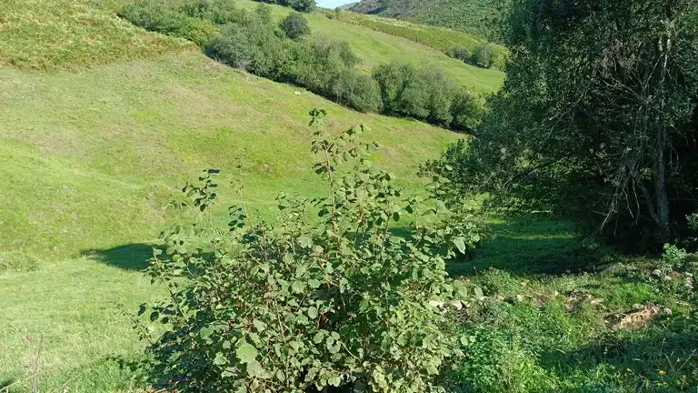 Terreno rustico in vendita a Proaza, imagen 51