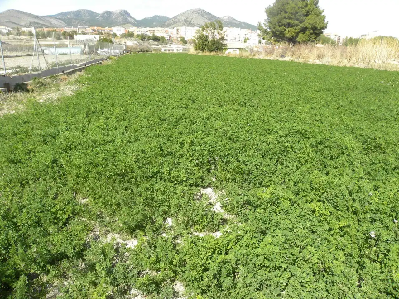 Residential land for sale in Caravaca de la Cruz, imagen 12
