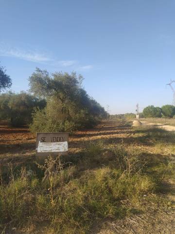 Terreno en Venta en Almensilla