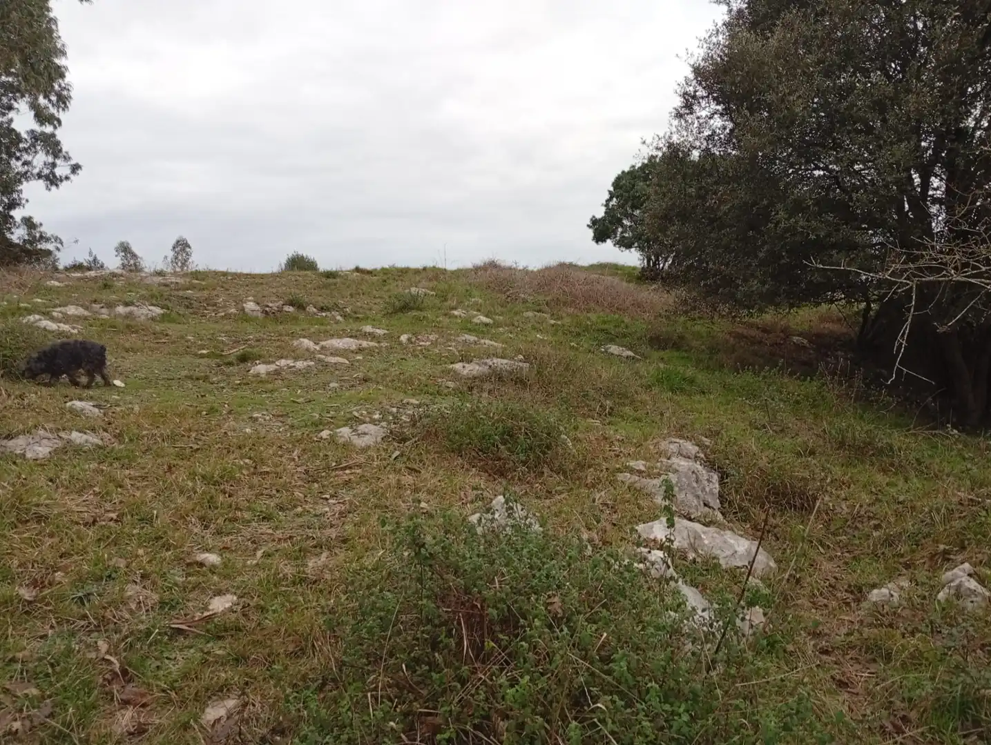 Lands and plots for sale in Cuchía, imagen 6