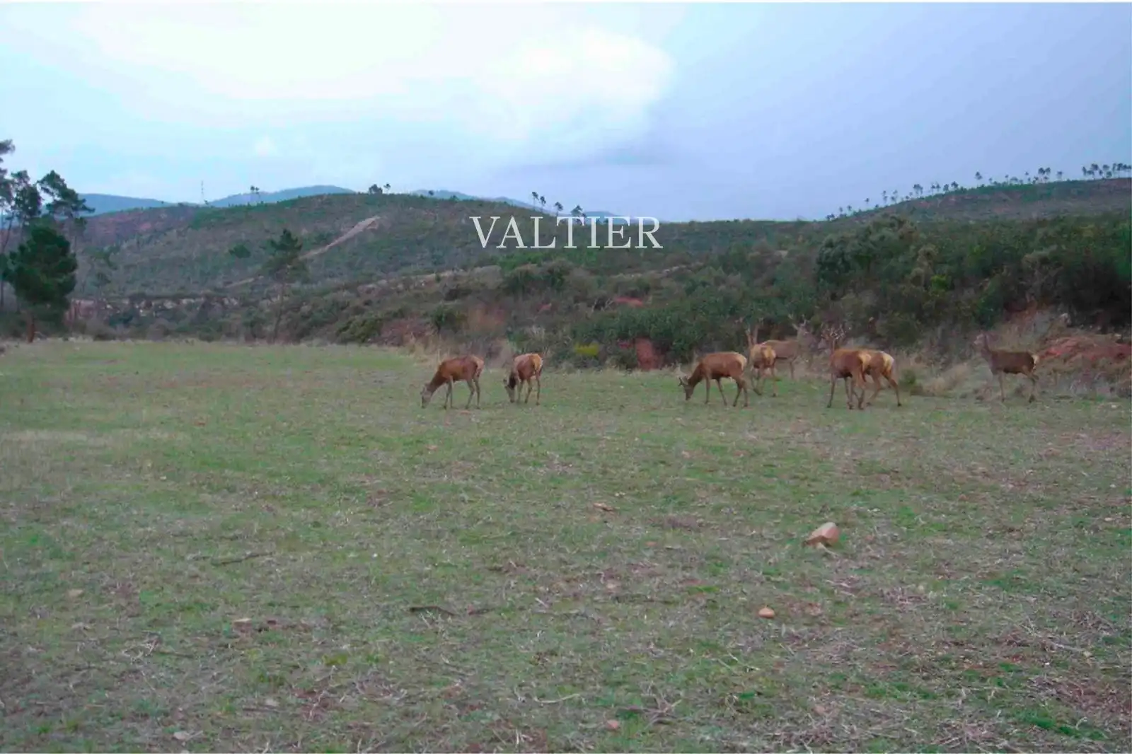Land for sale in Henarejos