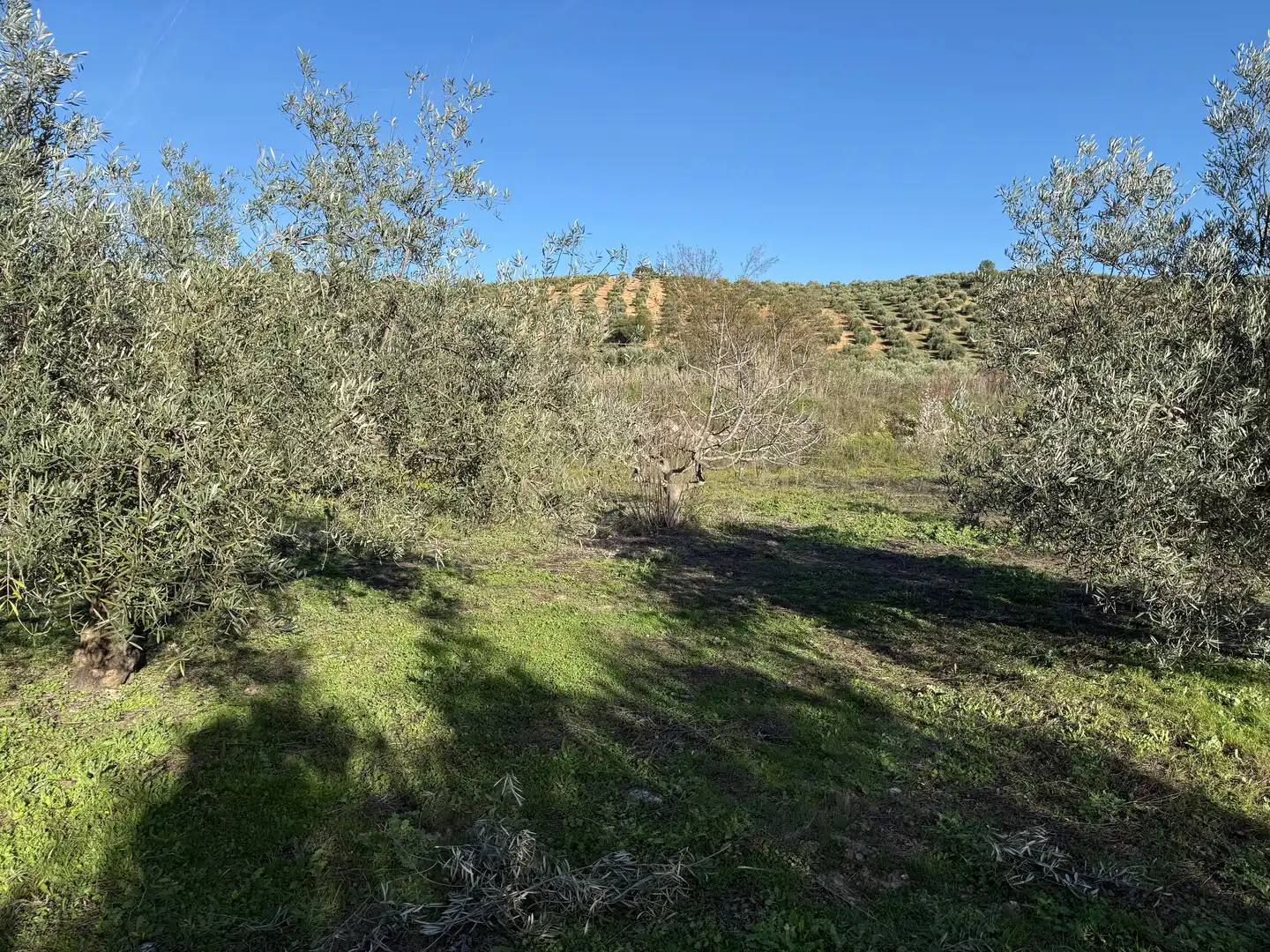 Rustikales Grundstück zum Verkauf in 8536+FQ Algarra sales, Spain, imagen 11