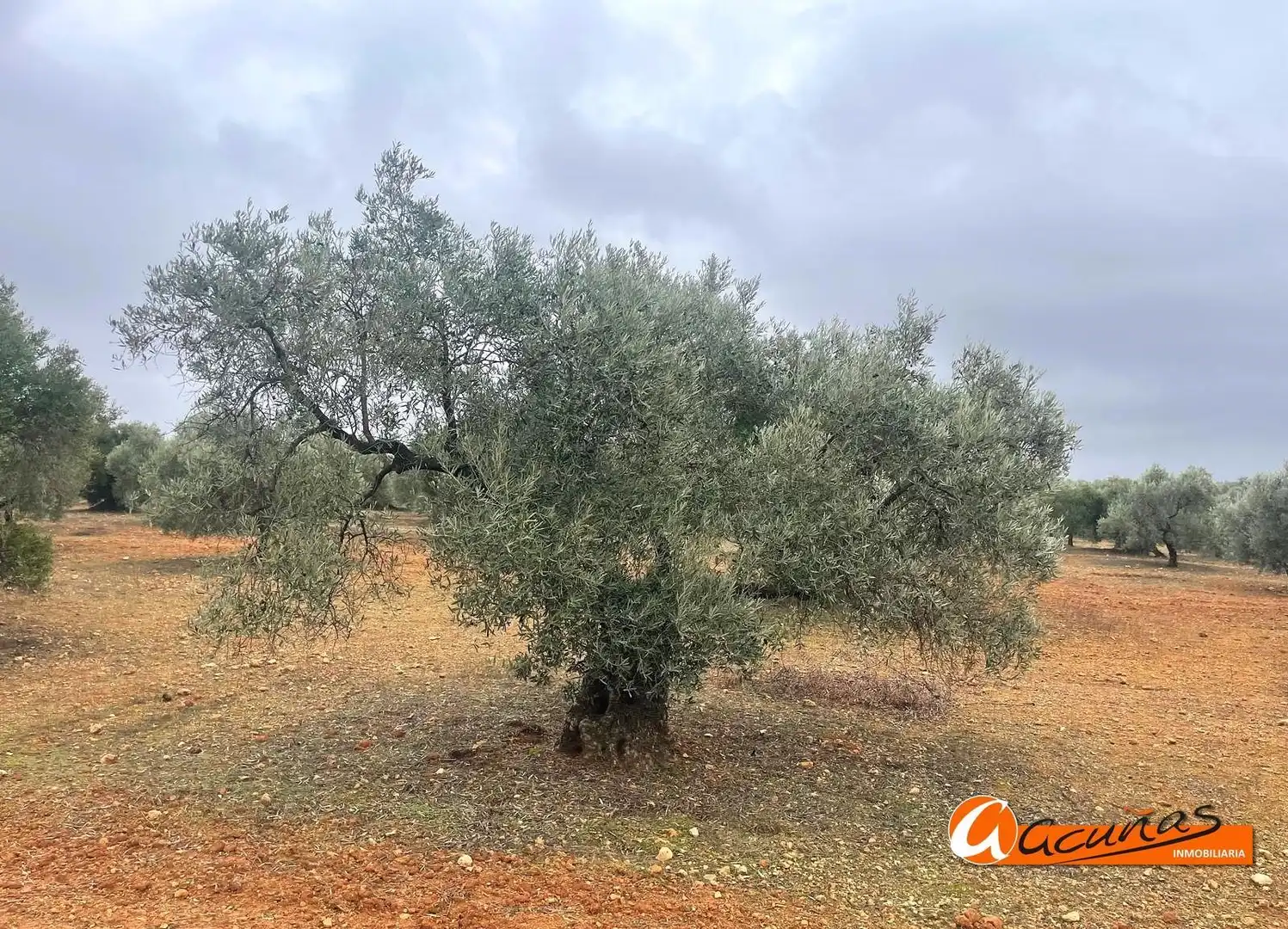 Terrenos y solares en venta en Alameda, imagen 37