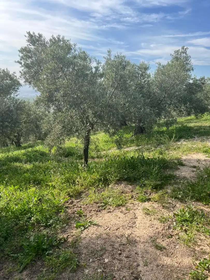 Terreno rustico in vendita a Cabra, imagen 13