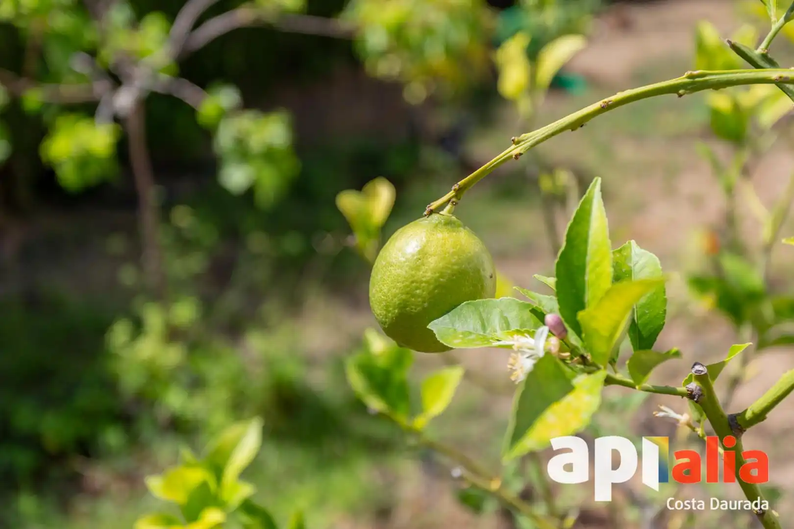 Jardí de Casa o xalet en venda en Salou amb Calefacció, Jardí privat i Terrassa