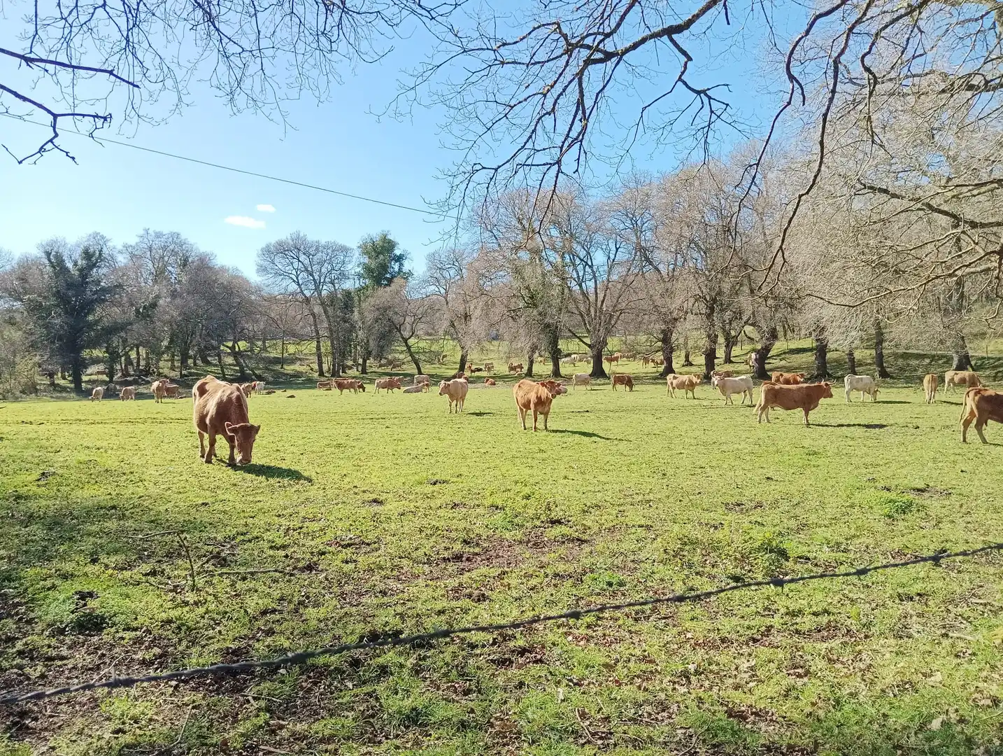 Vista exterior de Casa o chalet en venta en San Xoán de Río con Jardín privado y Balcón
