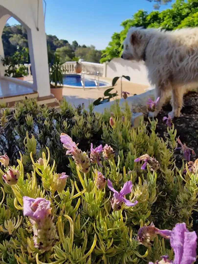 Jardín de Casa o chalet de alquiler en Altea con Aire acondicionado, Calefacción y Jardín privado