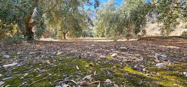 Terreno residencial en Venta en CARRETERA A-348 en Bentarique